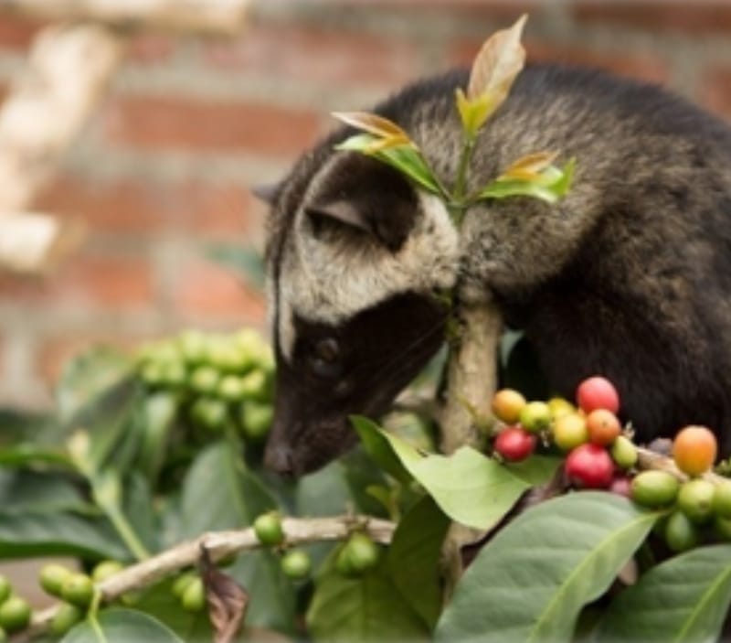 Pengembangbiak Luwak